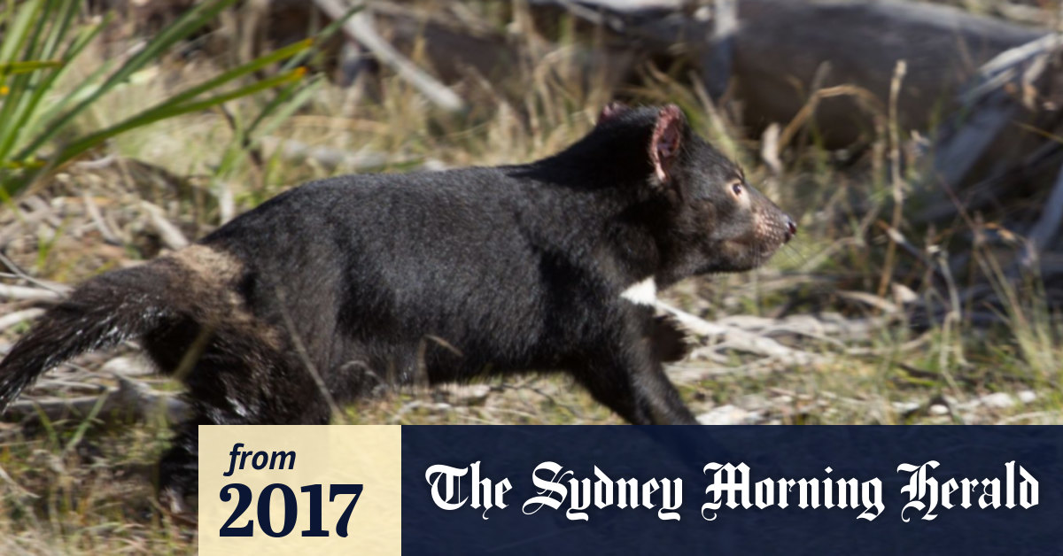 Street smart Tasmanian devils the key to boosting wild population